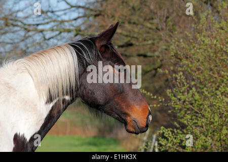 Hongre, Trakehner, Pinto, portrait, Schleswig-Holstein, Allemagne Banque D'Images