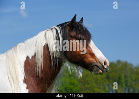 Gypsy Cob, Irish Tinker hongre, portrait, Schleswig-Holstein, Allemagne Banque D'Images