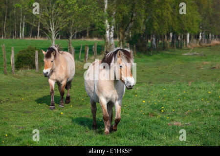 Chevaux Fjord norvégien, Schleswig-Holstein, Allemagne Banque D'Images