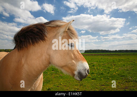 Norwegian Fjord Horse, portrait, Schleswig-Holstein, Allemagne Banque D'Images