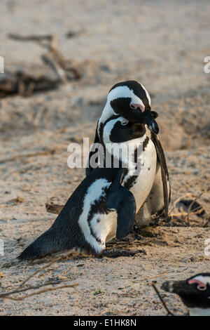 Pingouins africains (Spheniscus demersus), couple caressait, Boulders Beach, Simon's Town, Western Cape, Afrique du Sud Banque D'Images