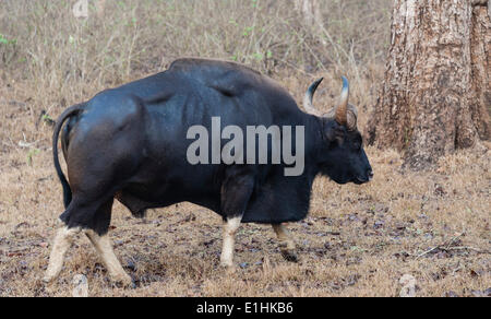 Gaur (Bos gaurus), Bull, Parc National de Nagarhole, Karnataka, Inde Banque D'Images