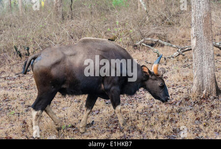 Gaur (Bos gaurus), la vache, le Parc National de Nagarhole, Karnataka, Inde Banque D'Images