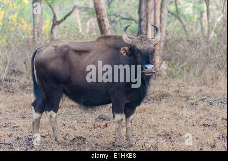 Gaur (Bos gaurus), la vache, le Parc National de Nagarhole, Karnataka, Inde Banque D'Images