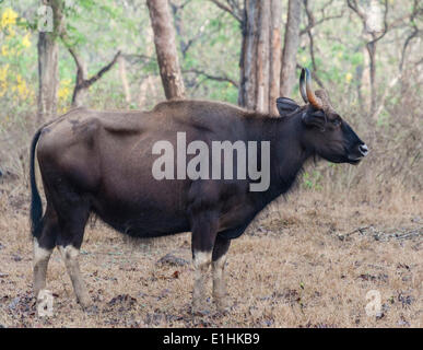 Gaur (Bos gaurus), la vache, le Parc National de Nagarhole, Karnataka, Inde Banque D'Images