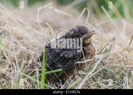 Blackbird (Turdus merula), jeune oiseau sur le terrain, Rhénanie-Palatinat, Allemagne Banque D'Images