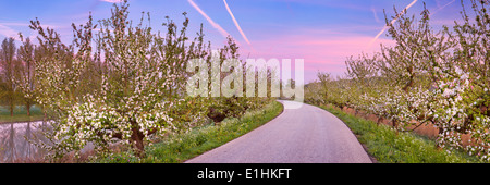 Blossoming apple trees le long d'une route Banque D'Images