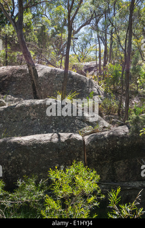 Rochers de granit dans le Parc National de Girraween, Queensland, Australie Banque D'Images