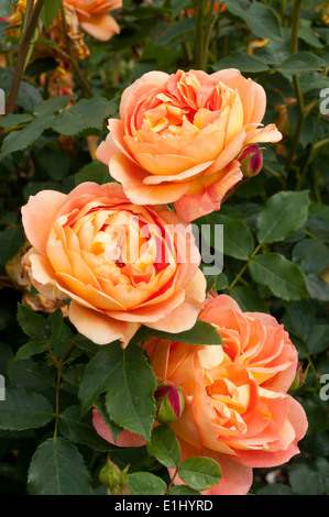 Rosa Lady of Shalott rose flowers. Banque D'Images