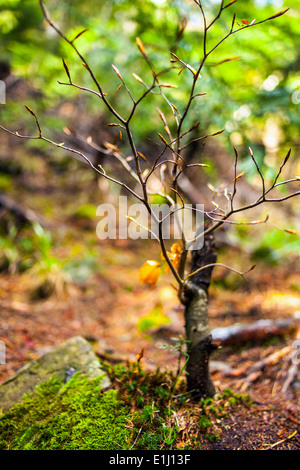 Libre d'un bébé hêtre dans la forêt avec selective focus Banque D'Images