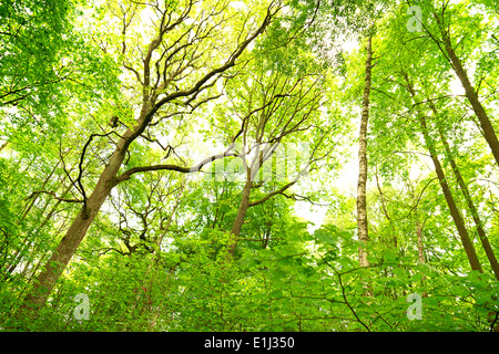 Coup de frais généraux d'arbres à feuilles caduques au printemps Banque D'Images