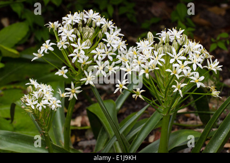 Rayé vert bourgeons et fleurs blanches du géant squill, Scilla peruviana alba Banque D'Images