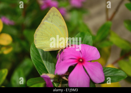 Grande herbe jaune ou jaune herbe commune (Eurema hécube) papillon, Pune, Maharashtra, Inde Banque D'Images