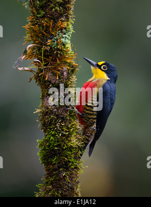 Une femelle Pic à front jaune (Melanerpes flavifrons) de la Forêt Tropicale Atlantique Banque D'Images