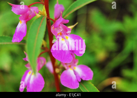 Close up de l'Impatiens Balsamina ou baume de jardin, Pune, Maharashtra, Inde Banque D'Images