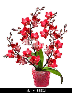 Isolé dans un pot d'Orchidées Banque D'Images