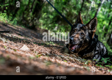U.S. Air Force chien de travail militaire (MWD) Jaga, un berger allemand de l'année attribué au 628e Escadron des Forces de sécurité Banque D'Images