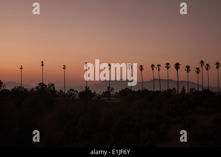 Palmiers, Elysian Park Banque D'Images