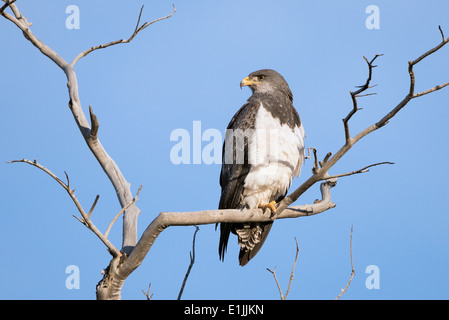Black-chested Buzzard-Eagle Banque D'Images