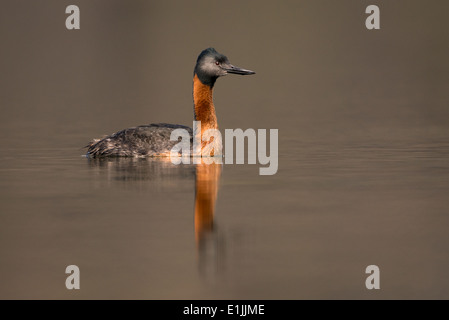 Grand Grebe (Podiceps major) Banque D'Images