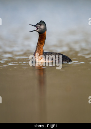 Grand Grebe (Podiceps major) Banque D'Images