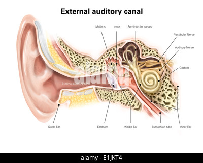 Canal auditif externe de l'oreille humaine (avec des étiquettes). Banque D'Images