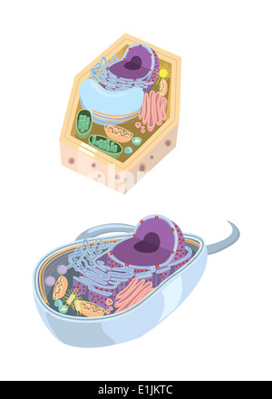 Illustration comparative de l'anatomie de la cellule végétale et animale. Banque D'Images