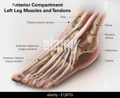 Compartiment antérieur anatomie de la jambe gauche muscles et tendons. Banque D'Images