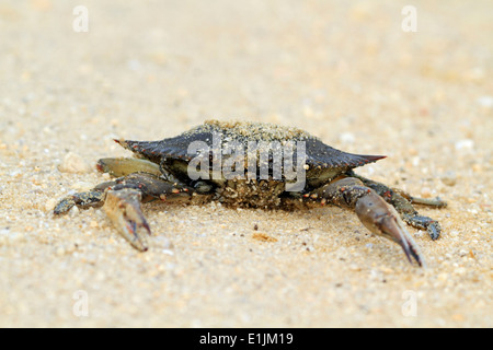 Un crabe mort sur le sentier du marais à Edwin B Forsythe National Wildlife Refuge. New Jersey, USA Banque D'Images