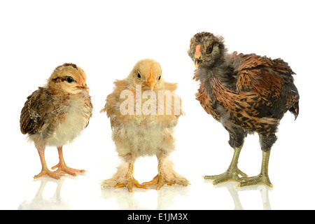Les poussins de trois tailles différentes isolés sur fond blanc Banque D'Images
