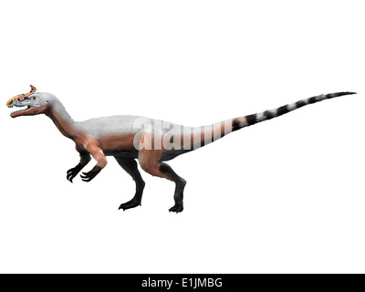 Cryolophosaurus dinosaure, fond blanc. Banque D'Images