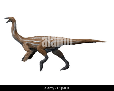 Gallimimus dinosaure, fond blanc. Banque D'Images