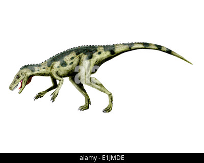 Dinosaure Herrerasaurus, fond blanc. Banque D'Images