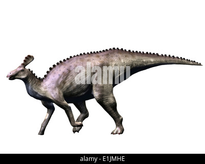 Tsintaosaurus dinosaure, fond blanc. Banque D'Images