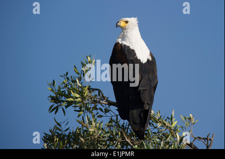 Des profils, l'Afrique, des animaux, portrait, animaux, oiseau, oiseaux, seul,format, vertical, African, le poisson, l'Aigle, l'Aigle, Haliaeetus vocifer, Banque D'Images