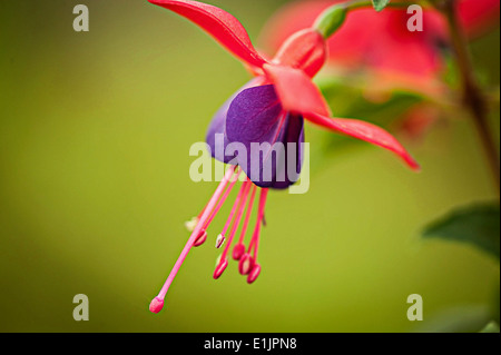 Fuchsia Brutus en fleur Banque D'Images