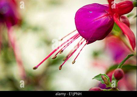 Fuchsia Brutus en fleur Banque D'Images