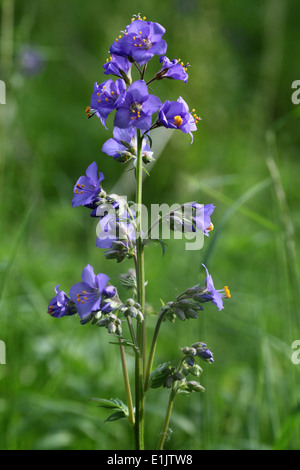 Sauvages rares Jacobs Ladder plantes poussant à Lathkill Dale dans le Peak District National Park Banque D'Images