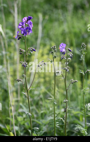 Sauvages rares Jacobs Ladder plantes poussant à Lathkill Dale dans le Peak District National Park Banque D'Images