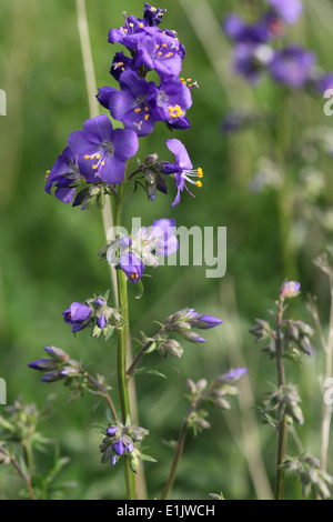 Sauvages rares Jacobs Ladder plantes poussant à Lathkill Dale dans le Peak District National Park Banque D'Images