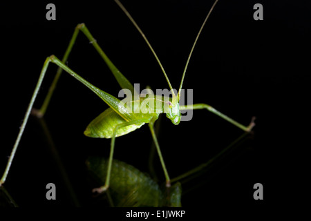 Katydid vert - Camp Espèces Lula Sams - Brownsville, Texas USA Banque D'Images