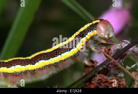 Close-up du genêt (Ceramica pisi, Melanchra pisi) Caterpillar Banque D'Images