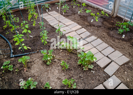 Jardin de légumes fraîchement plantés Banque D'Images
