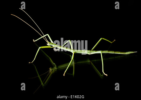 Walkingstick - Camp d'insectes Lula Sams - Brownsville, Texas USA Banque D'Images