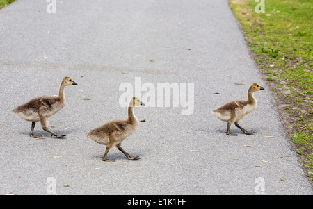 Trois oisons pour traverser un chemin. 3 oisons de taille moyenne, traverser un chemin waling dans un parc. L'herbe fraîche de l'autre côté. Banque D'Images