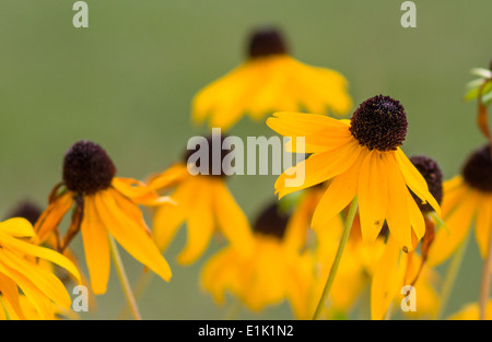 Susans Black Eyed. Un cluster de jaune et noir Black Eyed Susan fleurs. Banque D'Images