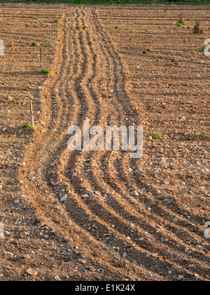 Sol pierreux, un champ labouré. Un champ aux vignes nouvellement plantées affiche les lignes de culture récente. Banque D'Images