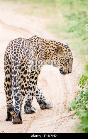 Un homme leopard sur le côté d'une piste, à pied, dans le parc national de Yala, au Sri Lanka, en Asie Banque D'Images