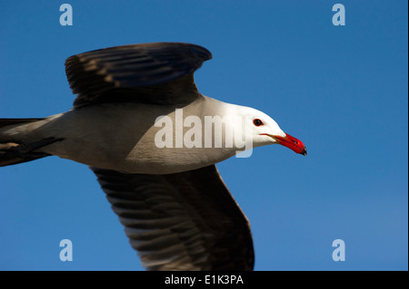 C'est une mouette voler contre un ciel bleu profond. Banque D'Images