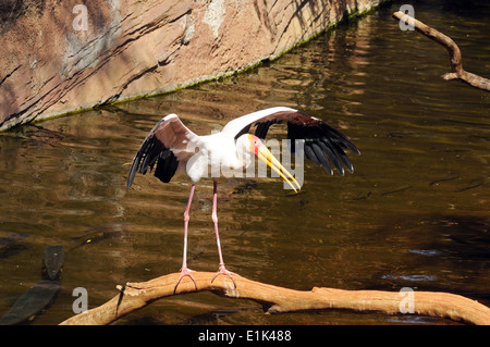 Yellow-billed Stork (Mycteria Ibis) debout sur une branche c'est le battement des ailes. Banque D'Images